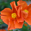 Helianthemum Broughty Sunset - Abriachan Nurseries